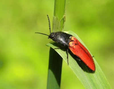 Ampedus saunguineus