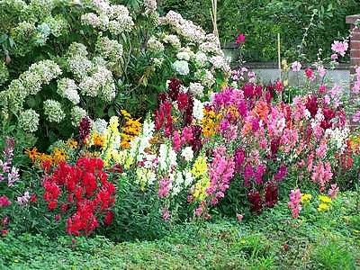 Flower Border