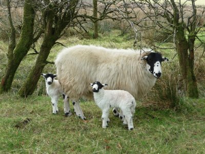 Rough fell