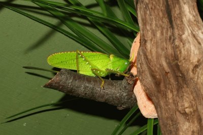 Copiphora rhinoceros