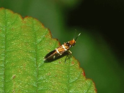 Micropterix aruncella