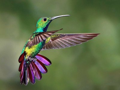 COLIBRI 2