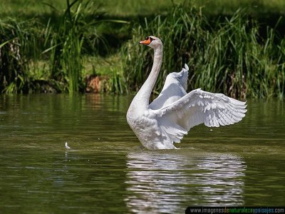 CISNE