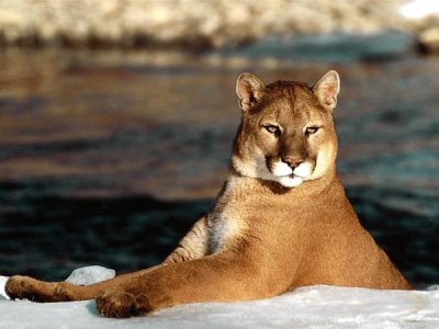 PUMA AMERICANO