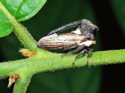 Treehopper horned