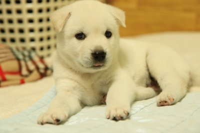 Korean jindo