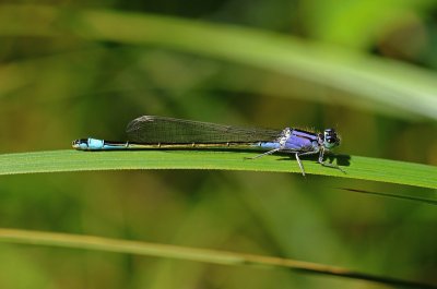 Ischnura elegans