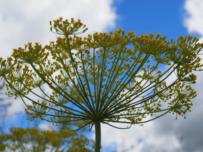 flor de quinua