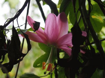 flor de curuba