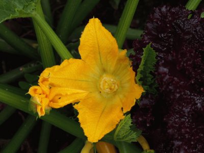 flor de calabaza