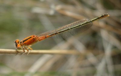 Ischnura pumilio