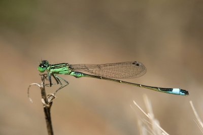 Ischnura genei