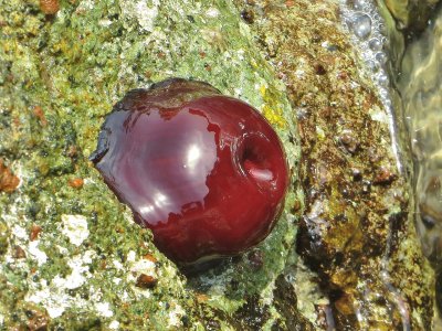 Actinia meditrranea