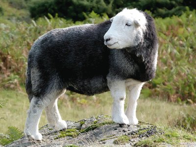 Herdwick