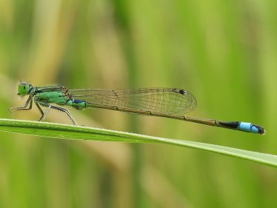 Ischnura senegalensis