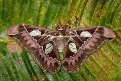 Rothschildia moth