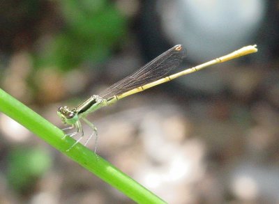 Ischnura hastata