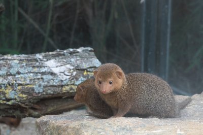 Mangusta nana somala