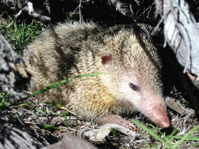 Tenrec