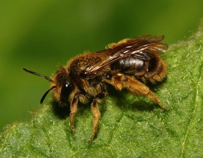 Andrena humilis