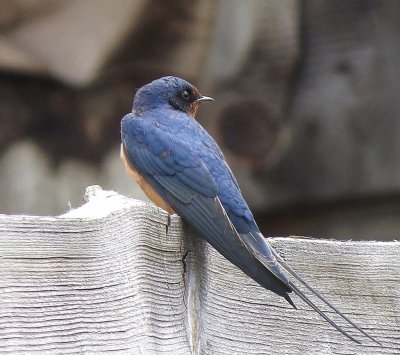 Hirundinidae nella siberia orientale