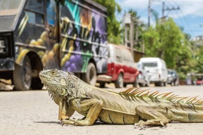 IGUANA CAMINANDO