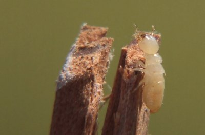 Termite operaia