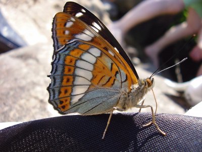 Limenitis populi