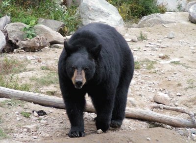 Orso nero americano