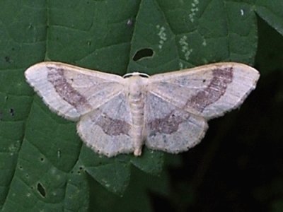 Idaea aversata