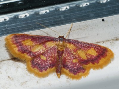 Idaea muricata