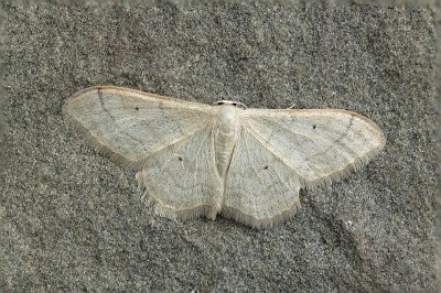 Idaea straminata