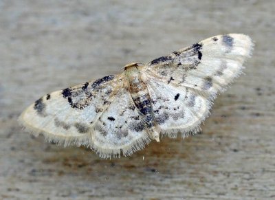 Idaea filicata