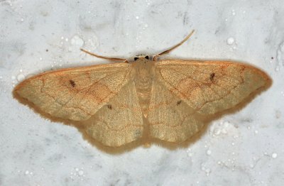 Idaea rubraria