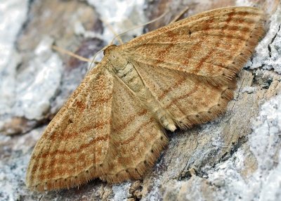 Idaea ochrata