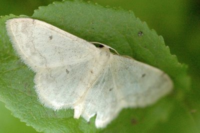 Idaea biselata