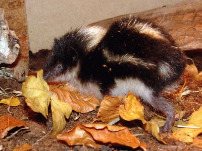 Tenrec striato di montagna