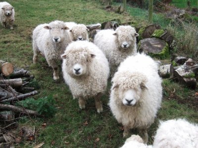 Longwool