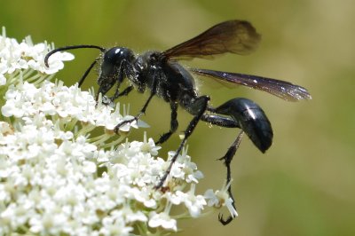 Isodontia wasp