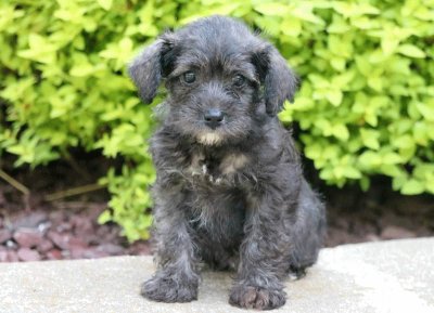 Schnoodle