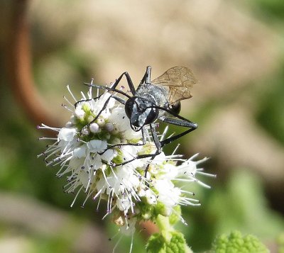 Isodontia paludosa