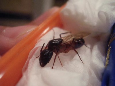 Camponotus fellah