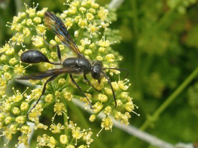 Isodontia mexicana