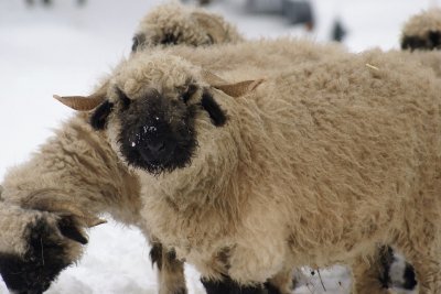 Valais blacknose