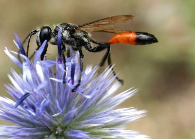 Isodontia splendidula