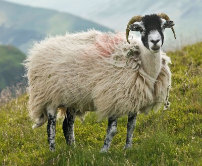 Swaledale