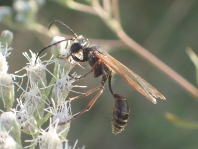 Isodontia elegans