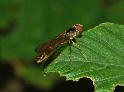 Baccha elongata