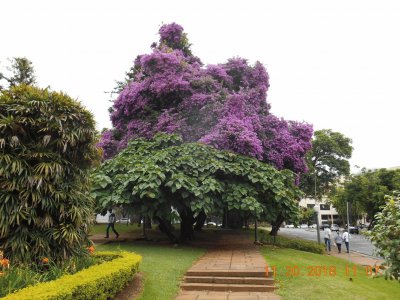 Jardim em P Caldas - MG