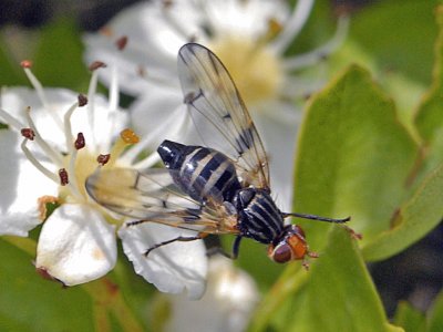 Otites formosa